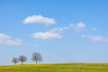 Drei Walnussbäume, Pfalz