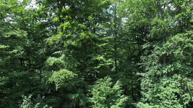 Die M&uuml;ngstener Br&uuml;cke &uuml;ber dem Tal der Wupper im Bergischen Land, NRW