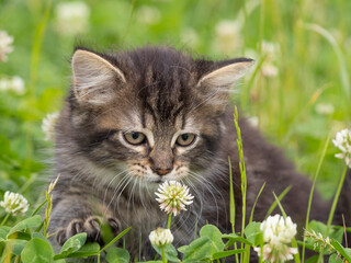Naklejka na ściany i meble a cute little kitten in grass