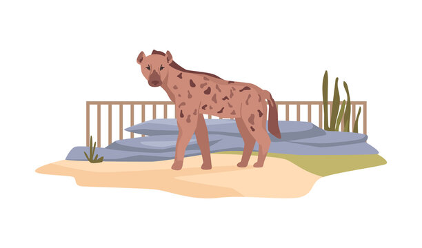 Hyena in African nature reserve for feliform carnivoran mammals. Zoo bio park or bioreserve. Wilderness and exotic nature of Africa. Menagerie or zoological garden. Flat cartoon, vector illustration
