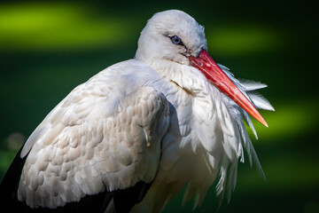 close-up portrait of a stork before a green background