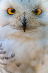 close-up portrait of a white, snowy owl