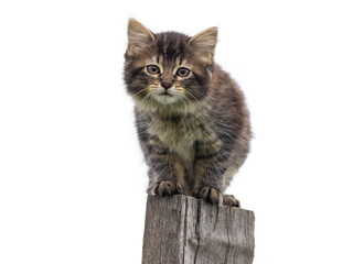 a cute little kitten on garden fence