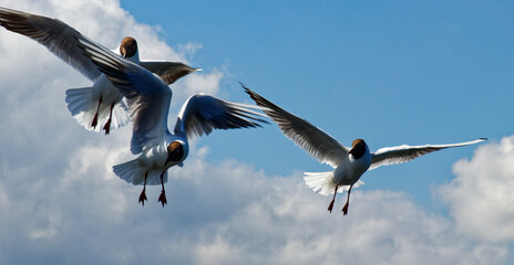 seagull in flight