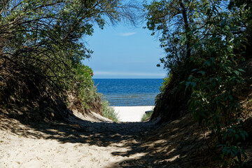 beach with trees