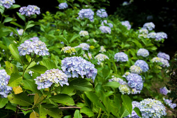 アジサイ　６月中旬