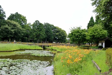 Fototapeta na wymiar 黄色いキスゲがきれいに咲く夏の公園　風景