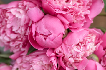 bouquet of pink peony flowers close-up ,postcard