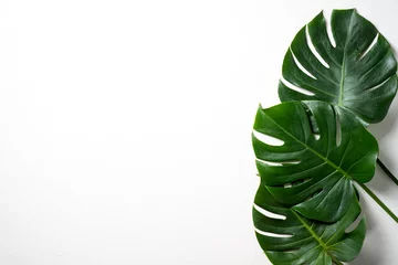 Papier Peint photo Monstera Tropical palm leaves isolated on white background.