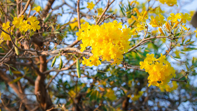 Saranya photos, images, assets | Adobe Stock Saranya photos, images, assets | Adobe Stock