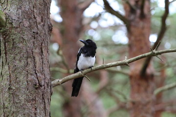A portrait shot of a lone magpie bird sitting on the branch of a tree in Pine Woods. There are located near Formby in Liverpool, Merseyside. Magpies are still superstitious to some people.