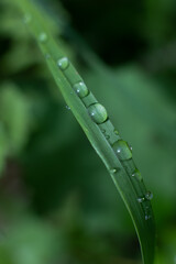 summer green vertical wallpaper, screensaver. a blade of grass with large drops of dew. after the rain, close-up, selective focus