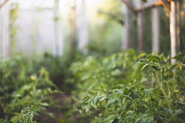Obraz premium Greenhouse. Plants grow in a greenhouse. Germination of seedlings in a greenhouse.