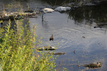 Fototapeta premium 오리