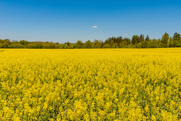 Fototapeta premium Agricultural field with rapeseed plants,blue sky. Oilseed, canola, colza. Nature background. Spring day landscape.Selective focus.