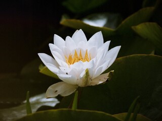 White Water Lily