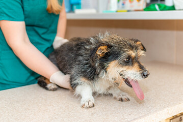 The sick old dog has a fever in the veterinary clinic.The dog has a protruding tongue.