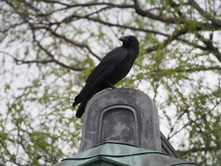 black raven sitting on the roof