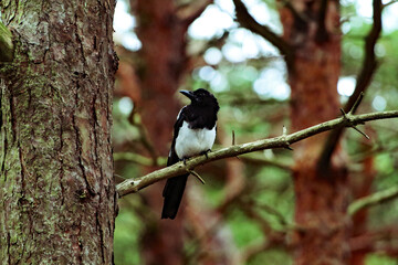 A portrait shot of a lone magpie bird sitting on the branch of a tree in Pine Woods. There are located near Formby in Liverpool, Merseyside. Magpies are still superstitious to some people.