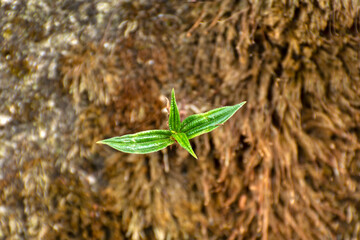 Sapling plant from arid soil. New plant glowing from soil. Seedlings in new life.