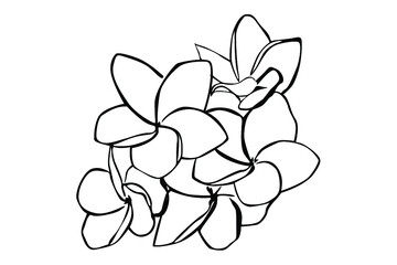 flower line art vector