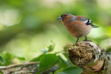 Male chaffinch (Fringilla coelebs) in the forest