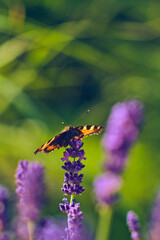 Butterfly drinking nectar from lavender Flower. High quality photo