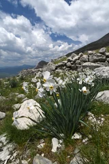 Keuken foto achterwand Weiße Narzisse // Poet's daffodil, poet's narcissus (Narcissus poeticus) - Mt. Lakmos/Peristeri, Pindos, Greece © bennytrapp