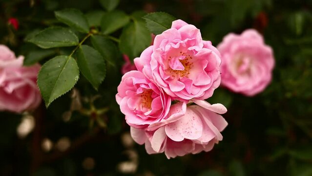 Beautiful blooming bush of pink roses summer close up. Delicate pale pink roses in rose garden. Gardening concept. end of flowering.