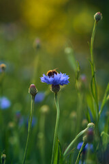Small bee collecting pollen from blue cornflower. High quality photo
