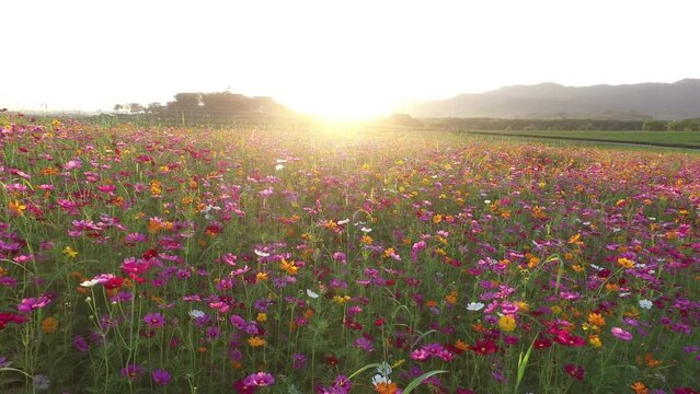 Panning shot of cosmos flower fields at sunrise