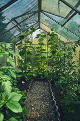 Plants growing in greenhouse. High quality photo