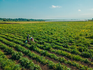 overhead view mother with son at strawberry farm