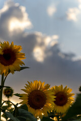 sunflower in the field
