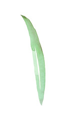 Fototapeta premium Watercolor leaf