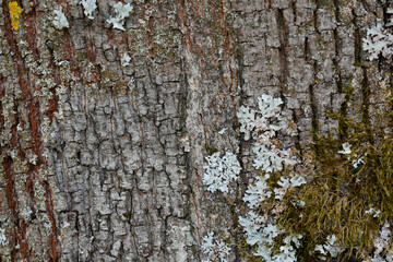 Tree Bark Texture Photos