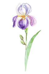 Watercolor iris flower. Hand-painted illustration