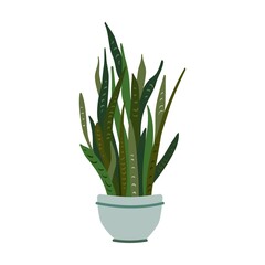 Potted plant. Houseplant in pot, succulent, home garden, indoor trees. Vector illustration for interior, botany, house decoration