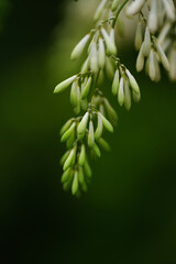 タケニグサが花を咲かせる