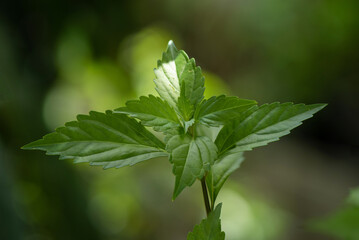 Orthosiphon aristatus branch green leaves on nature background.