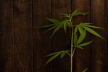 Marijuana tree on an old wood background.
