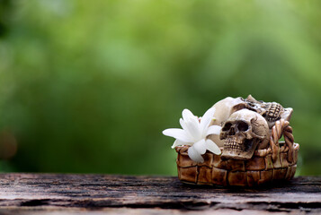 Tuberose flowers and old skull on nature background.