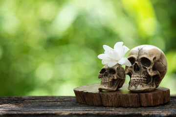Tuberose flowers and old skull on nature background.