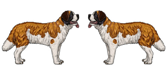 The Saint Bernard - very large working dog. Isolated illustration for coloring book.