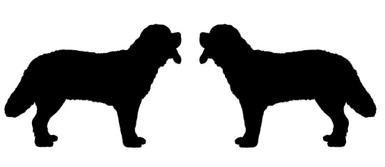 Silhouette of the Saint Bernard - very large working dog. Isolated illustration for coloring book.