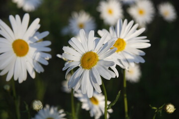 Fototapeta premium 데이지