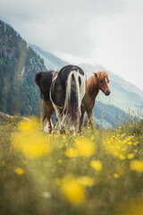 Two wild ponys grazing in the middle of the italian alps