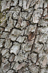 Tree Bark Texture Photos