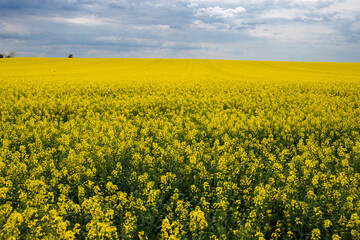 Obraz premium Yellow rapeseed field in early summer