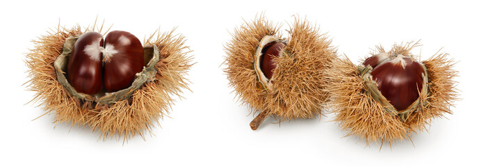 Ripe sweet chestnut in its spiky husk split open to reveal the fruit or nut isolated on white...
